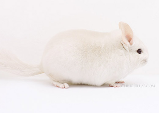 Feature Image for Goldbar Chinchillas
